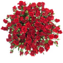Rožių puokštė„Mūsų laimė“
